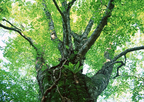 九州にある自然葬、樹木葬の評価まとめサムネイル