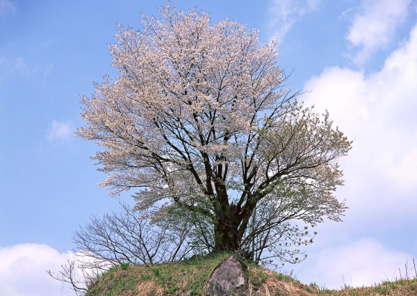 樹木葬（熊本　金剛宝寺より）という自然回帰の新しい埋葬のカタチ～サムネイル